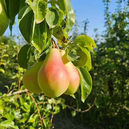 Domus In Monte Semesterbostad Kaldir