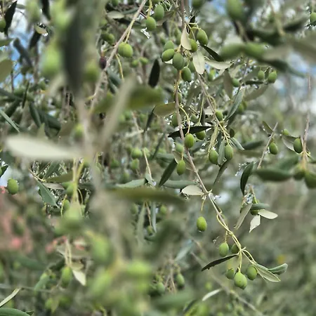 Domus In Monte Prázdninový dům *