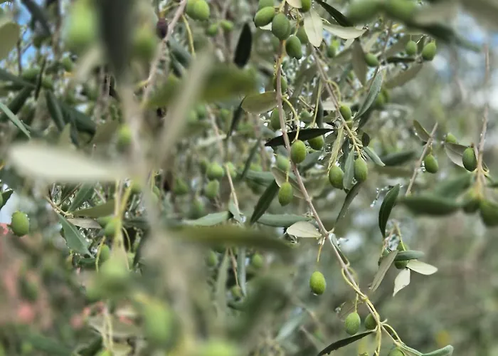 Domus In Monte 別荘 *